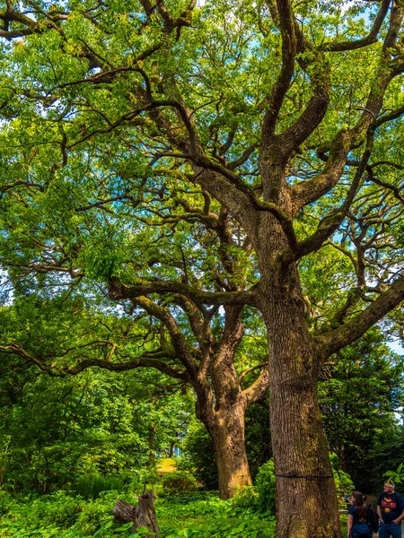 Erstaunliche bäume und vegetation im imperial palast east garden in tokyo - tokyo, japan - 19. juni 2018 — Stockfoto