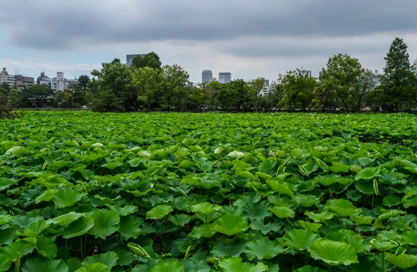 Güzel göller gizli Ueno Park Tokyo yeşil bitkiler ile
