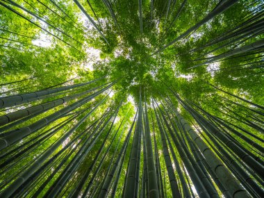 Bambu orman Japonya - eğlence için harika bir yer
