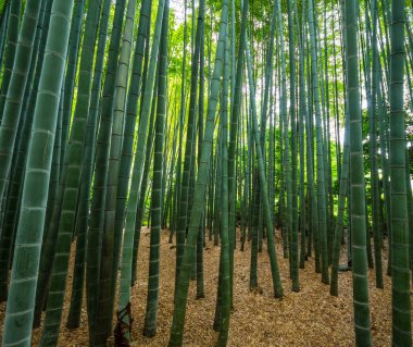 Bambu orman Japonya - eğlence için harika bir yer
