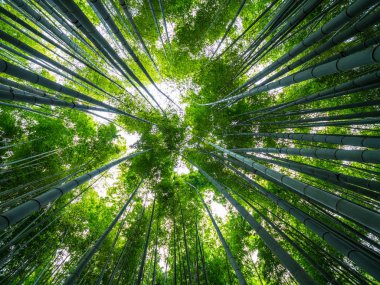 Kamakura bambu ormanında inanılmaz geniş açı bakış
