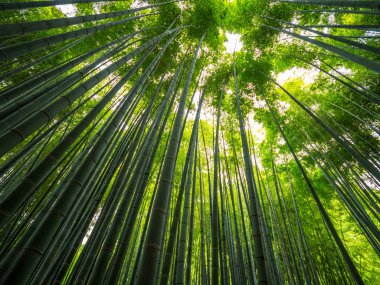 Kamakura bambu ormanında inanılmaz geniş açı bakış