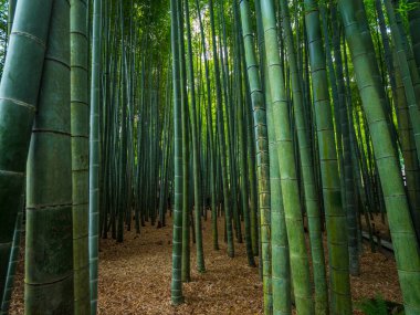 Japonya bir bambu ormanda yürürken