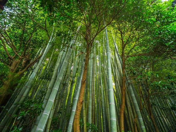 Bambusový Les v Japonsku - Skvělé místo pro rekreaci — Stock fotografie