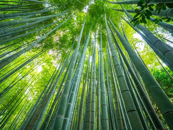 Vysoký bambus stromy v lese Japonci — Stock fotografie