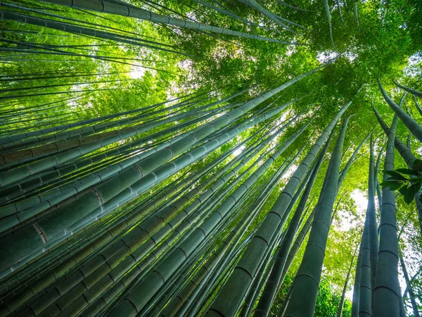 Úžasné široký úhel pohledu z bambusové lesy v Kamakura — Stock fotografie