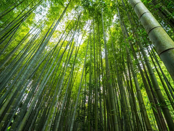 Высокие бамбуковые деревья в японском лесу — стоковое фото