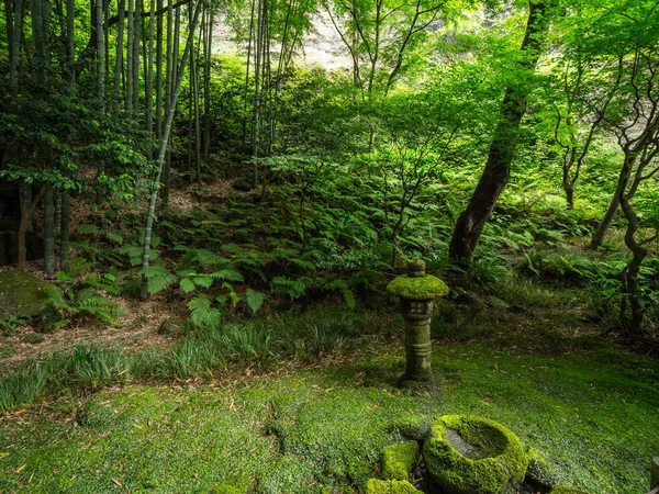 Forêt de bambous au Japon - un endroit merveilleux pour les loisirs — Photo