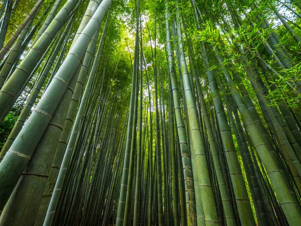 Vysoký bambus stromy Kamakura - nádherné místo — Stock fotografie