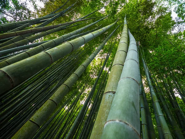 Vysoký bambus stromy Kamakura - nádherné místo — Stock fotografie