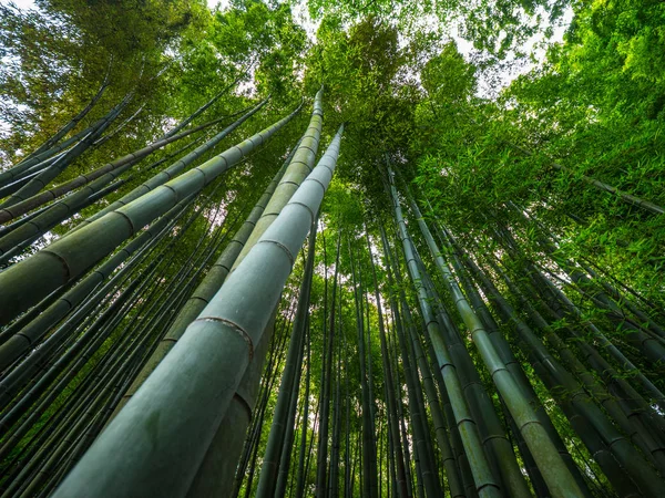 Vysoký bambus stromy Kamakura - nádherné místo — Stock fotografie