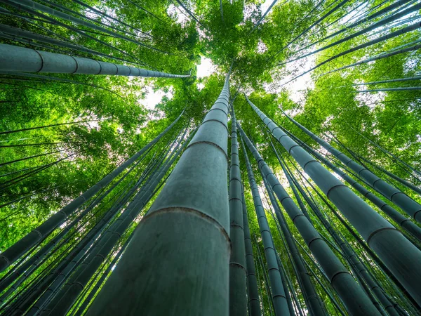 Бамбуковый лес в Японии - прекрасное место для отдыха — стоковое фото