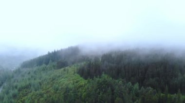 Sis bir ormanda İskoçya Highlands üzerinde uçuş