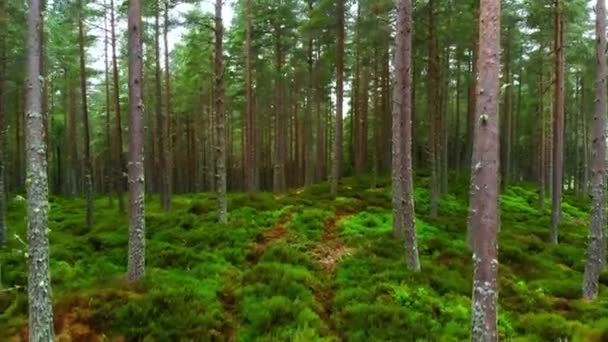 Vuelo suave a través de un bosque de abeto en Escocia — Vídeos de Stock