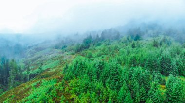 Sisteki köknar ormanda İskoçya Highlands