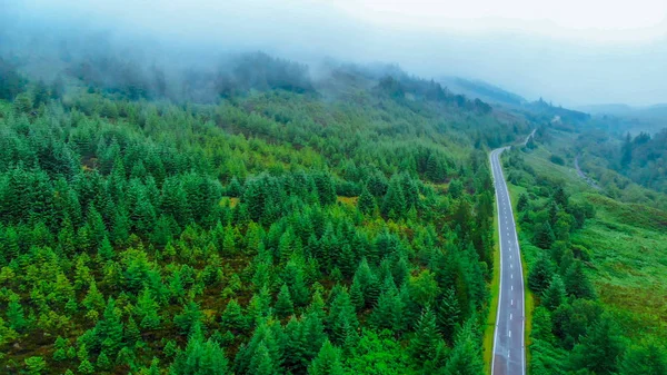 Ялиця лісу в туман в Шотландії — стокове фото
