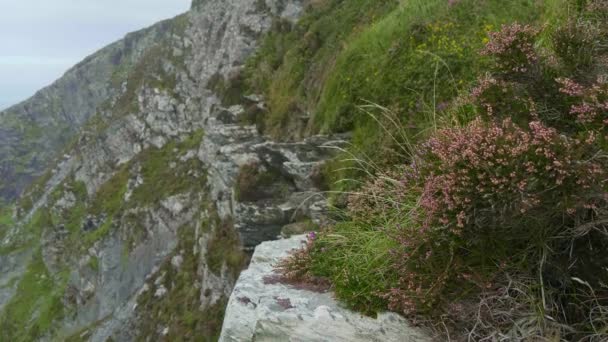 Wunderschöne vegetation an den steilen klippen von kerry — Stockvideo