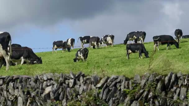 Vacas nos campos verdes de gramíneas da Irlanda — Vídeo de Stock