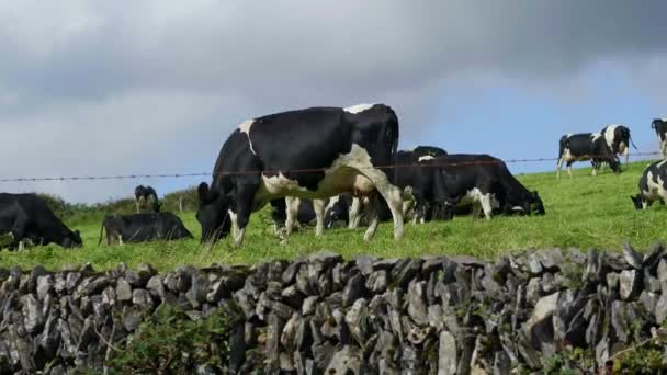 Típico de Irlanda - vacas que pastan en los amplios campos verdes — Vídeos de Stock