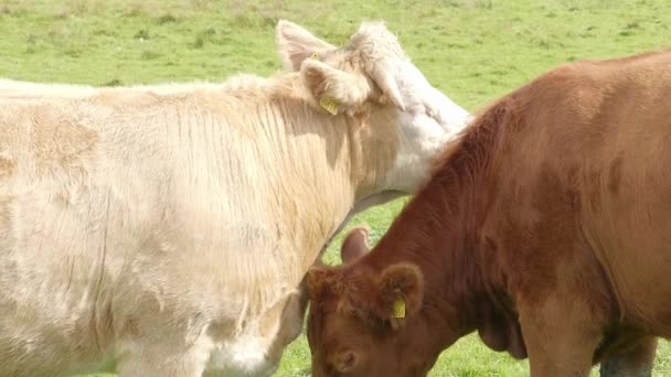 Dos vacas en un campo de hierba — Vídeos de Stock