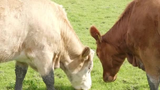 Típico de Irlanda - vacas que pastan en los amplios campos verdes — Vídeo de stock