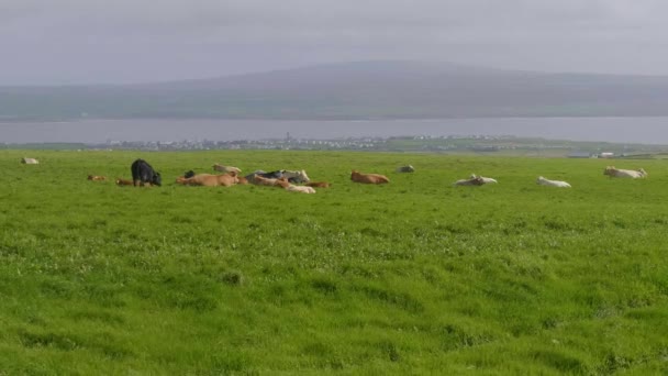 Tipikal di Irlandia - sapi-sapi yang tinggal di ladang hijau yang luas — Stok Video