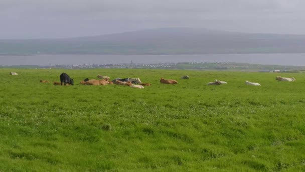 Typique pour l'Irlande - vaches herbeuses sur les grands champs verts 