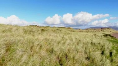 Düşük uçuş İrlandalı sahilinde meralar üzerinde