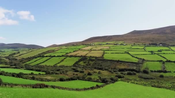 Vuelo sobre el típico paisaje irlandés en un día soleado — Vídeo de stock