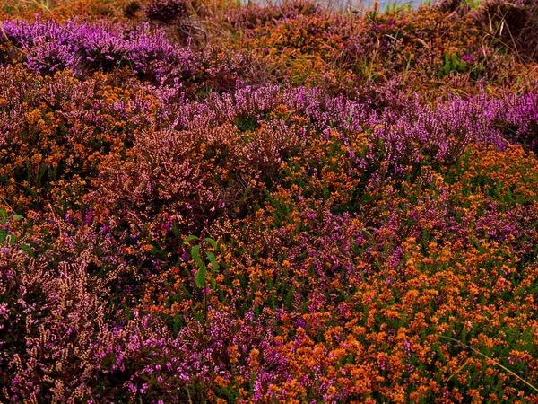 Cornwall, İngiltere'nin Batı sahilinde şaşırtıcı bitki örtüsü — Stok fotoğraf