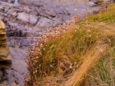 Bedruthan adımları - harika kayalık sahil şeridi Cornwall
