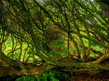 Bir orman ormanda şaşırtıcı bitki örtüsü