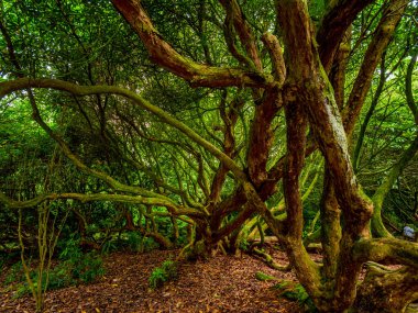 Cornwall Heligan kayıp bahçeleri