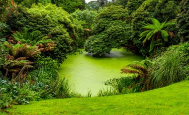 Bir orman ormanda şaşırtıcı bitki örtüsü