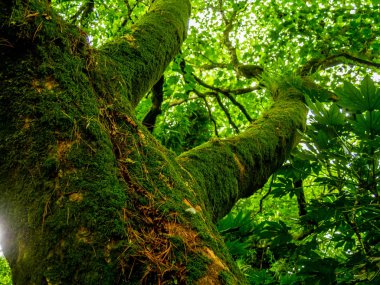Yağmur ormanlarında yosunlu ağaçlar