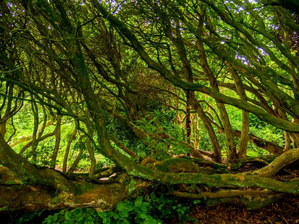 Erstaunliche Vegetation in einem Urwald — Stockfoto