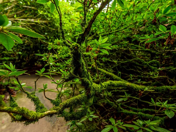 Vegetação incrível em uma floresta na selva — Fotografia de Stock