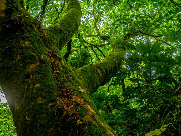 Arbres moussus dans la forêt tropicale — Photo