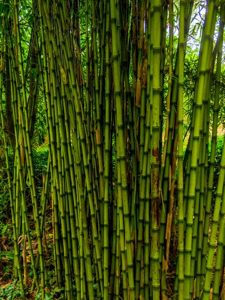 Бамбукові дерева - красива рослинність в бамбуковому саду — стокове фото