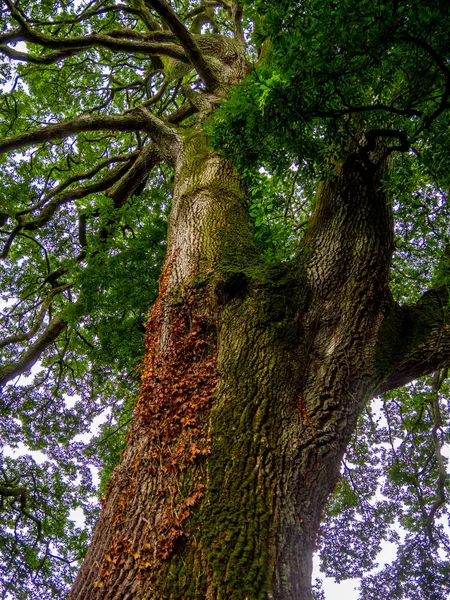 Erstaunliche Bäume - Vegetation im Dschungel — Stockfoto