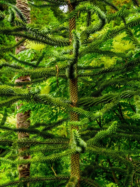 Geweldige vegetatie in een jungle forest — Stockfoto