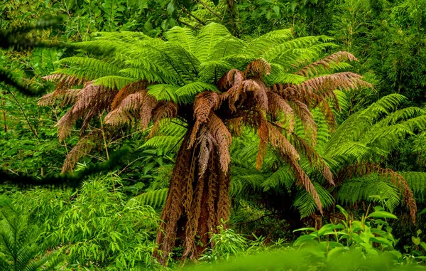 Καταπληκτική βλάστηση μέσα σε ένα δάσος ζούγκλα — Φωτογραφία Αρχείου