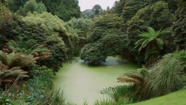 Increíble vegetación en un bosque selvático — Vídeos de Stock