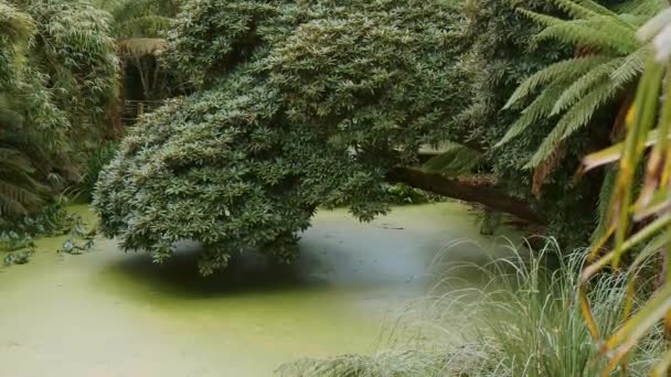 Vegetação incrível em uma floresta na selva — Vídeo de Stock