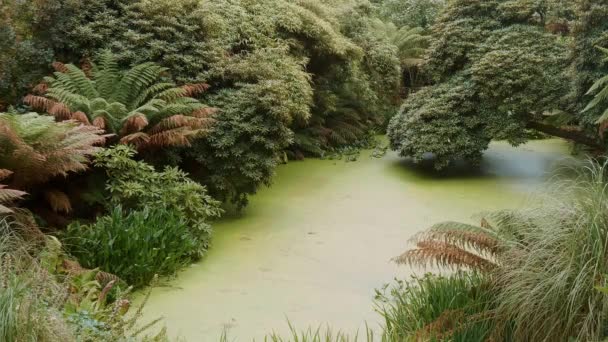 Fantastisk växtlighet i en djungel skog — Stockvideo