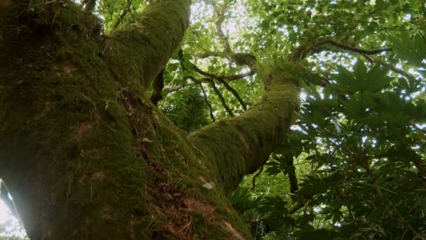 Удивительная растительность в джунглях — стоковое видео