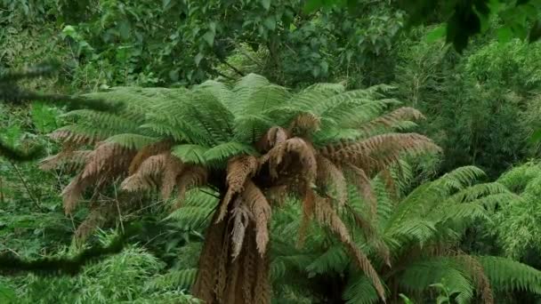 Increíble vegetación en un bosque selvático — Vídeos de Stock