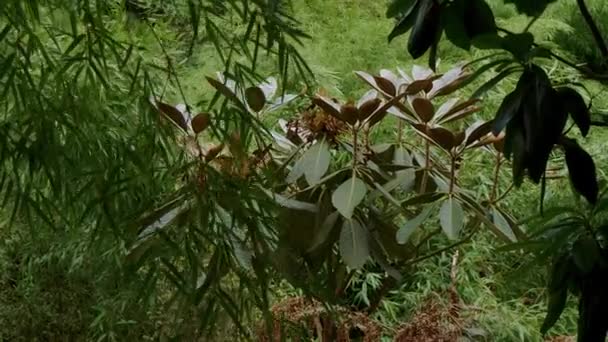 Niesamowita roślinność w jungle Las — Wideo stockowe
