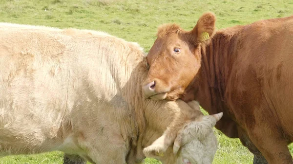 Deux vaches sur un champ d'herbe — Photo