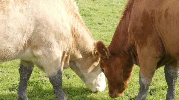 Typiska för Irland - kor bete på de gröna fälten — Stockfoto